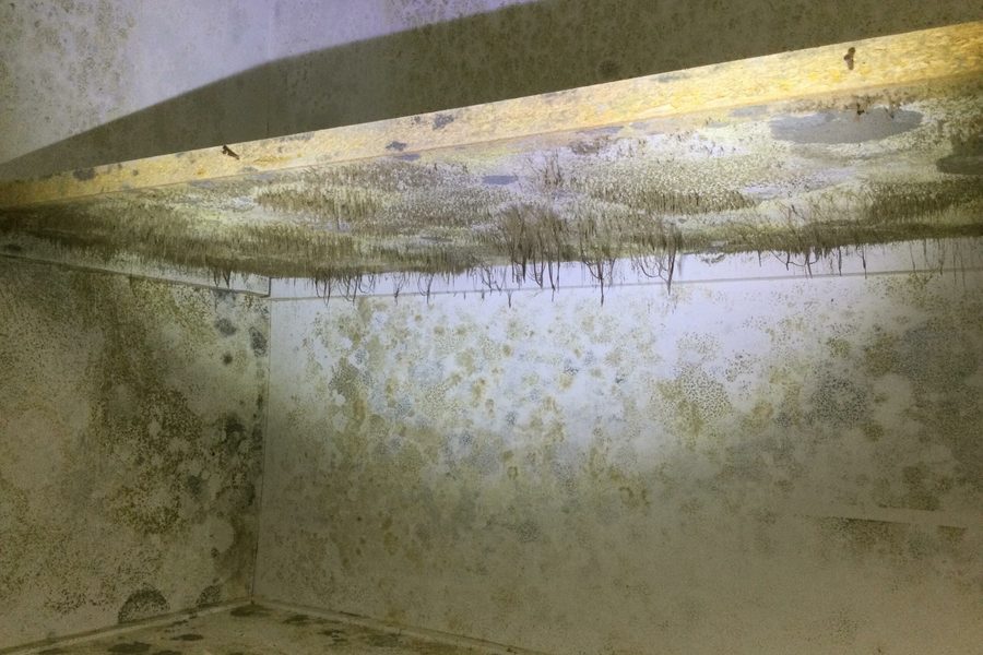 Basement mold and moisture damage